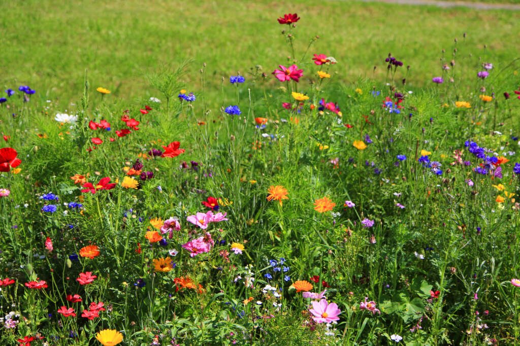 De prairietuin: een stukje natuurlijke wildernis in je achtertuin