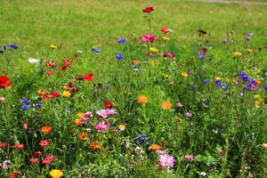 De prairietuin: een stukje natuurlijke wildernis in je achtertuin